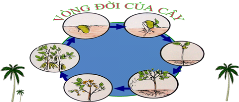 Kế hoạch giáo dục khối Mẫu giáo lớn từ 4-8/5